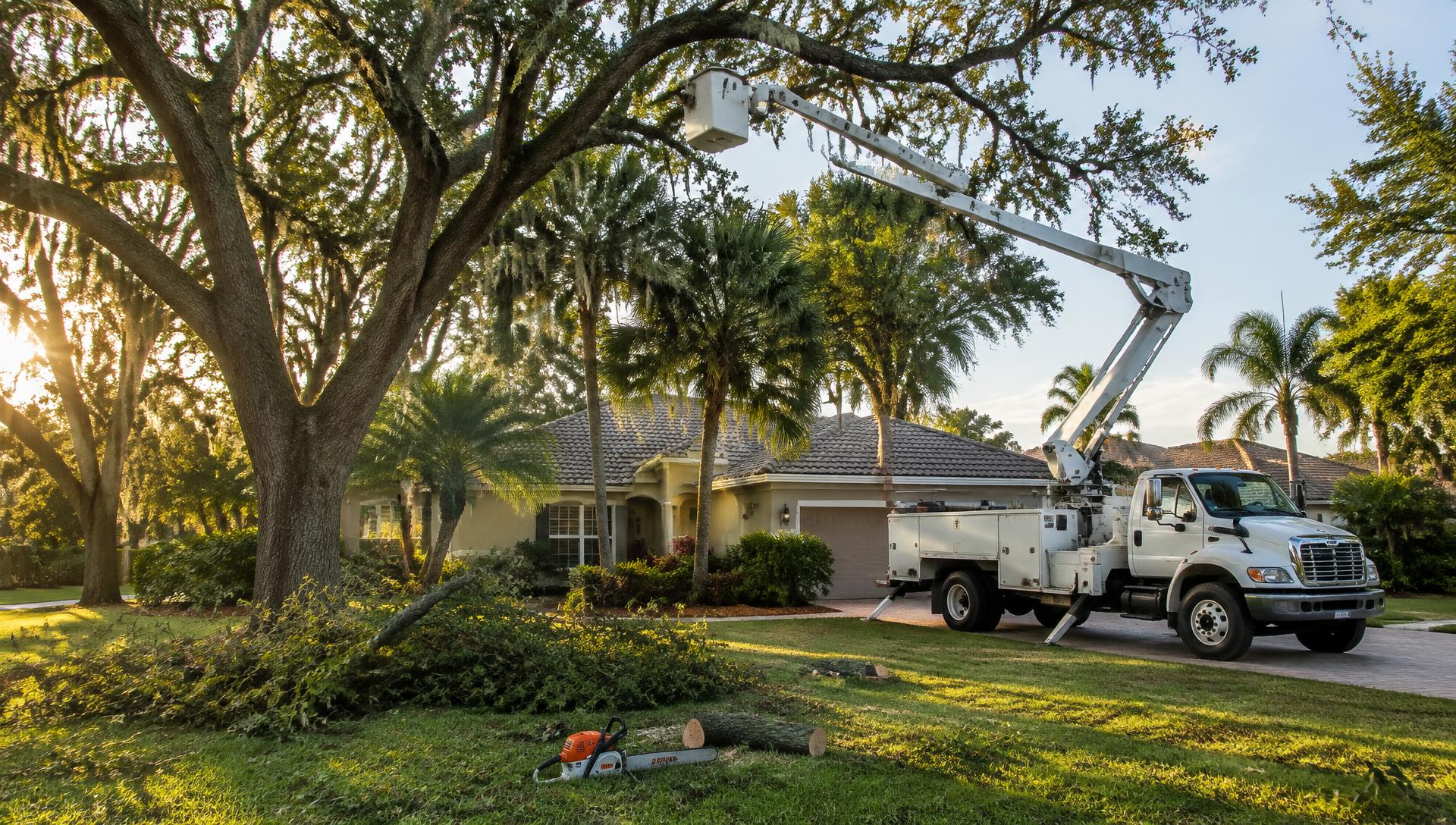 Illustrative image of tree work at a Florida home with live oaks and palms