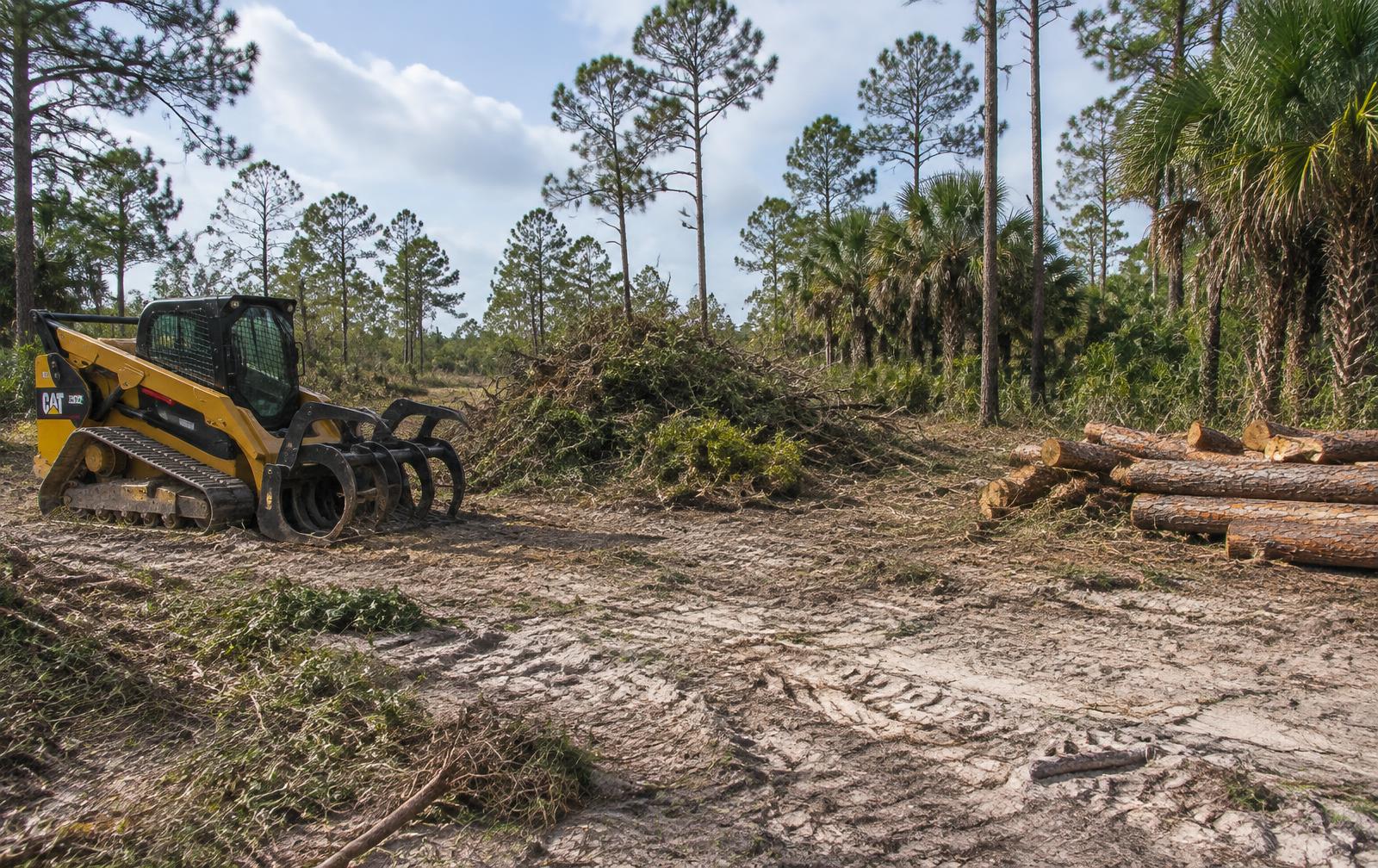 Illustrative image of a partially cleared wooded Florida lot
